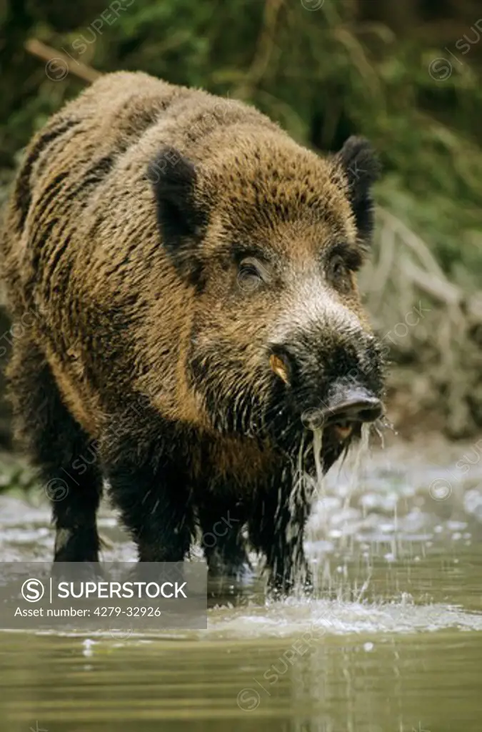 Wild boar - tusker standing in water, Sus scrofa