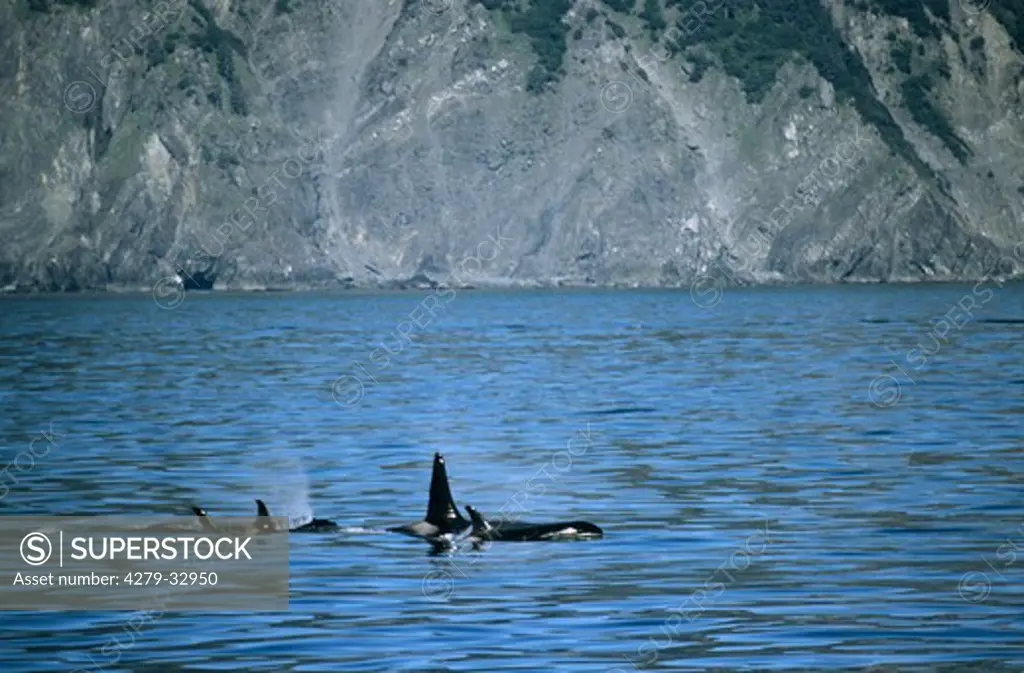 Killer Whales with cub, Orcinus orca