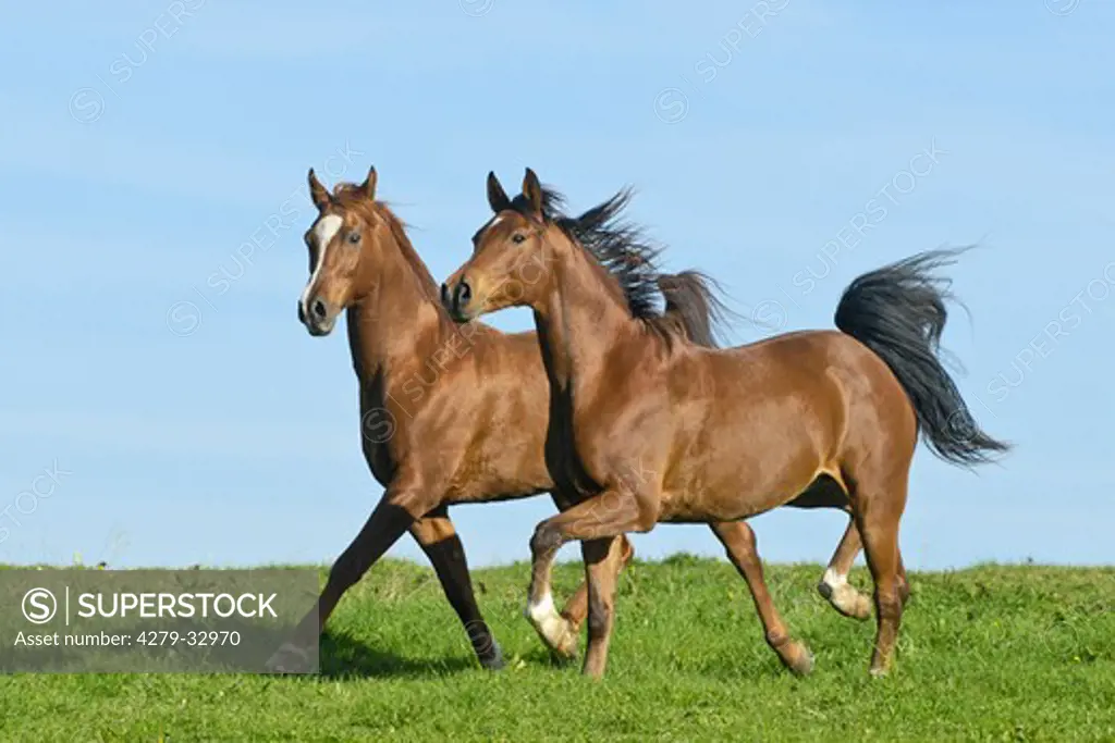two Arabian horses on meadow
