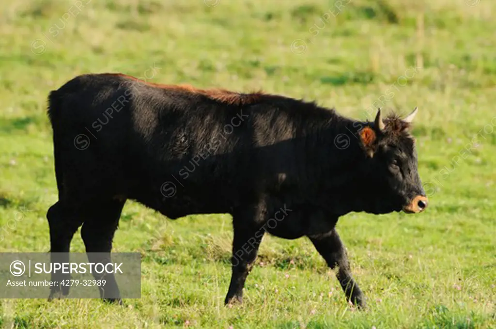 aurochs (Reconstructed) - walking on meadow, Bos primigenius