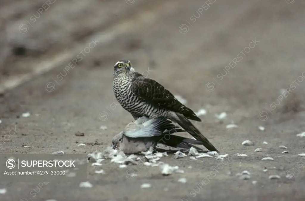 Sparrow Hawk with prey, Accipiter nisus