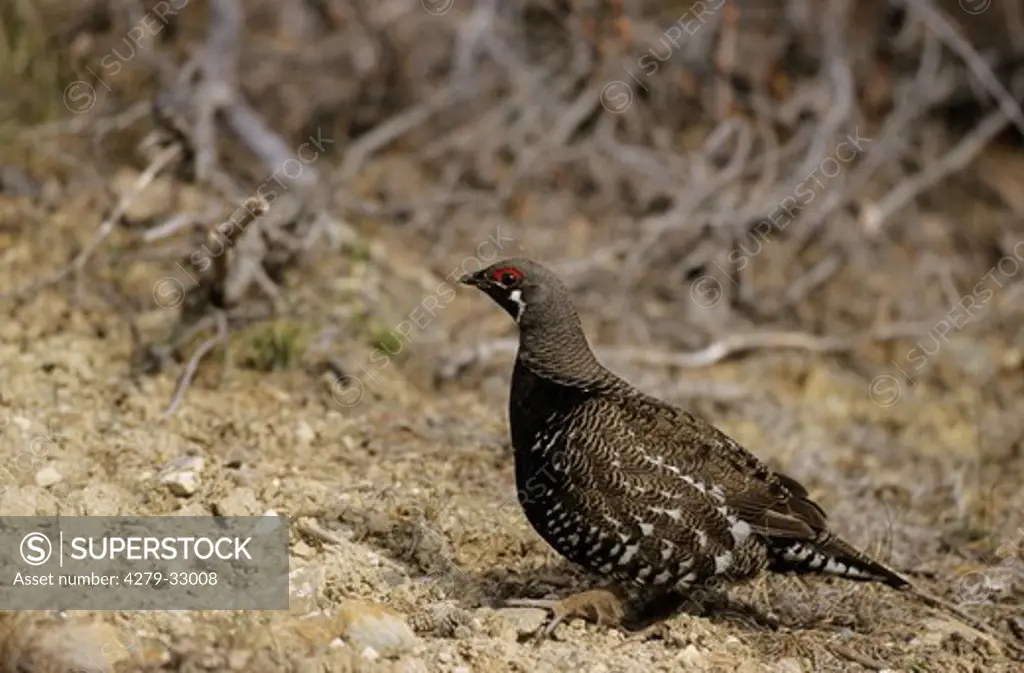 Spruce Grouse (male) - standing, Falcipennis canadensis