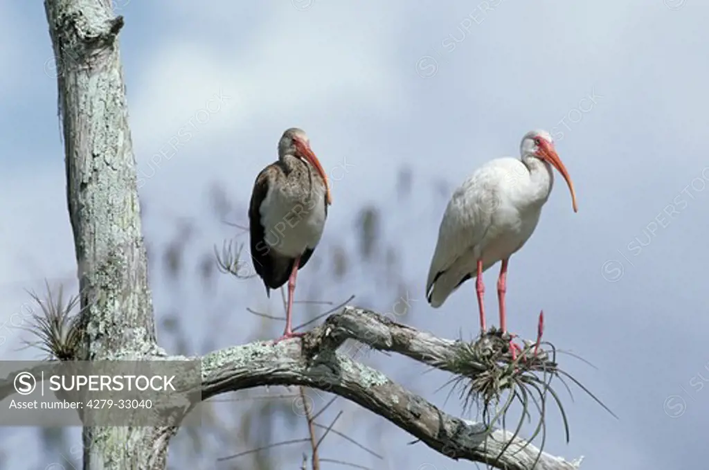 American White Ibis with squab - standing on a branch, Eudocimus albus