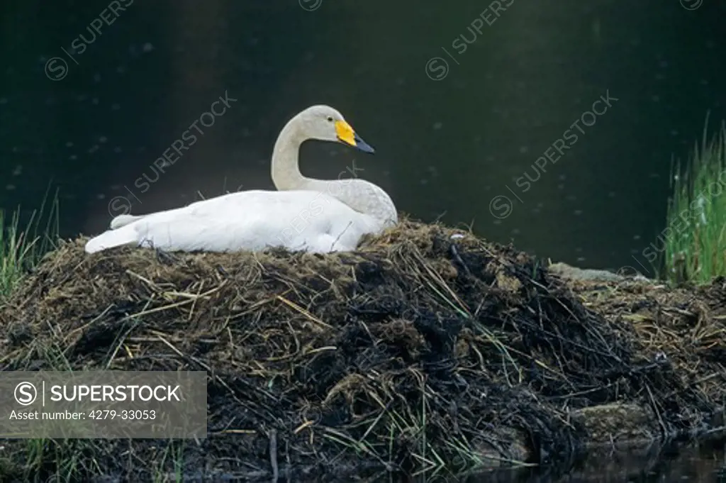 Whooper Swan in nest - breeding, Cygnus cygnus
