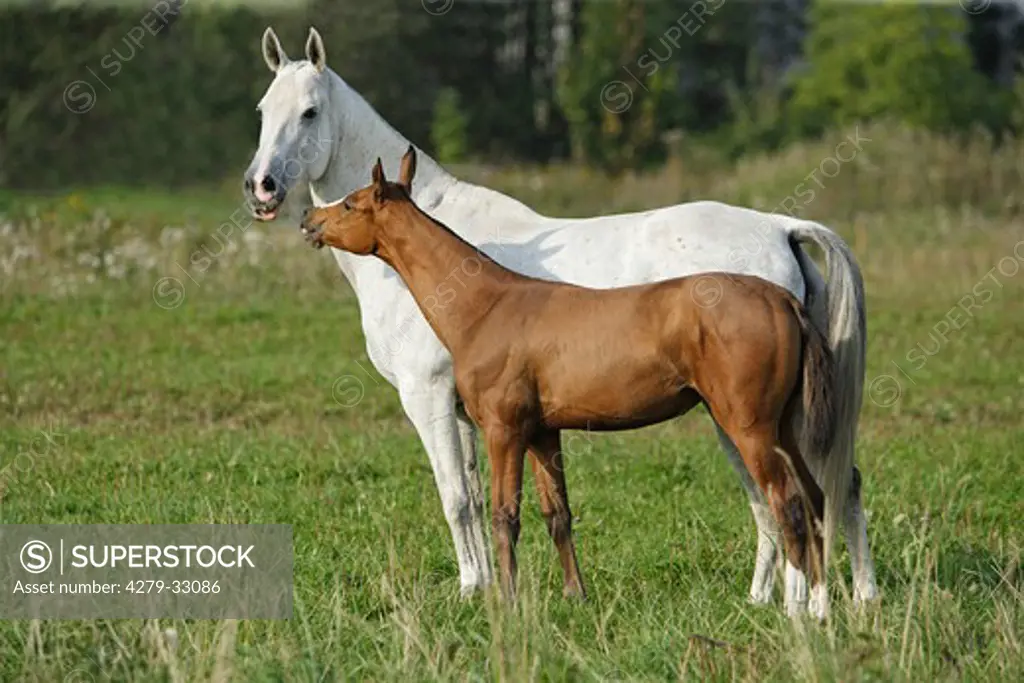 Akhal-Teke horse - mare and foal on meadow