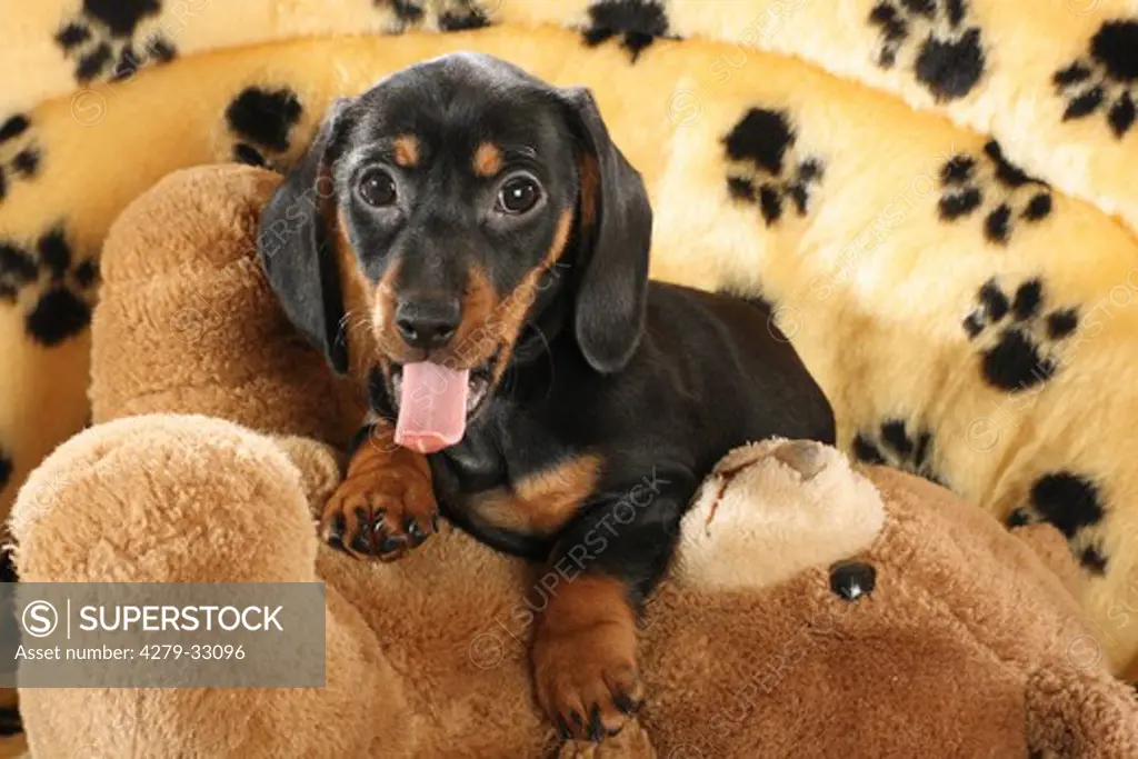 Miniature Dachshund dog - puppy lying on a teddybear