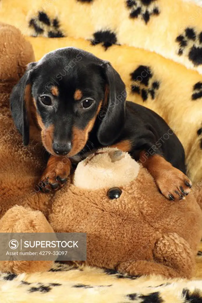 Miniature Dachshund dog - puppy lying on a teddybear