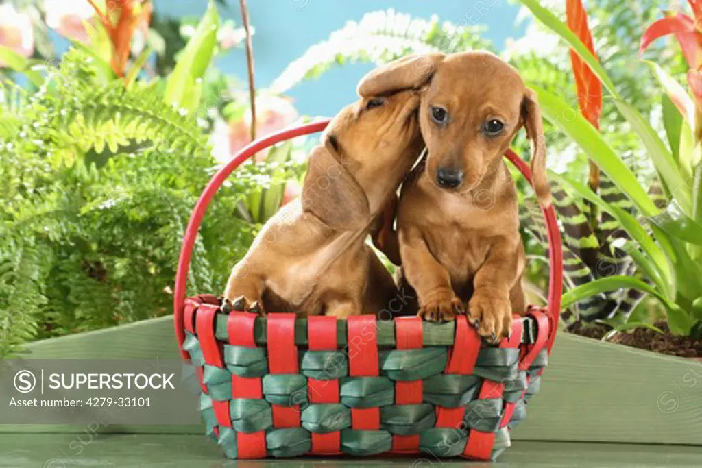 Miniature Dachshund dog - two puppies in basket