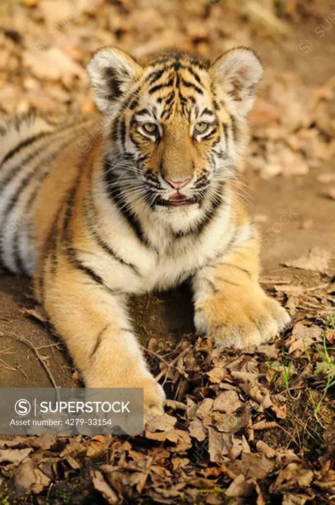 young Siberian Tiger - lying, Panthera tigris altaica