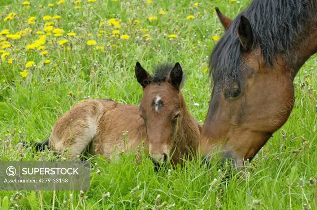 Connemara horse - mare and foal on meadow
