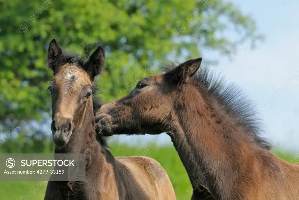Connemara horse - two foals