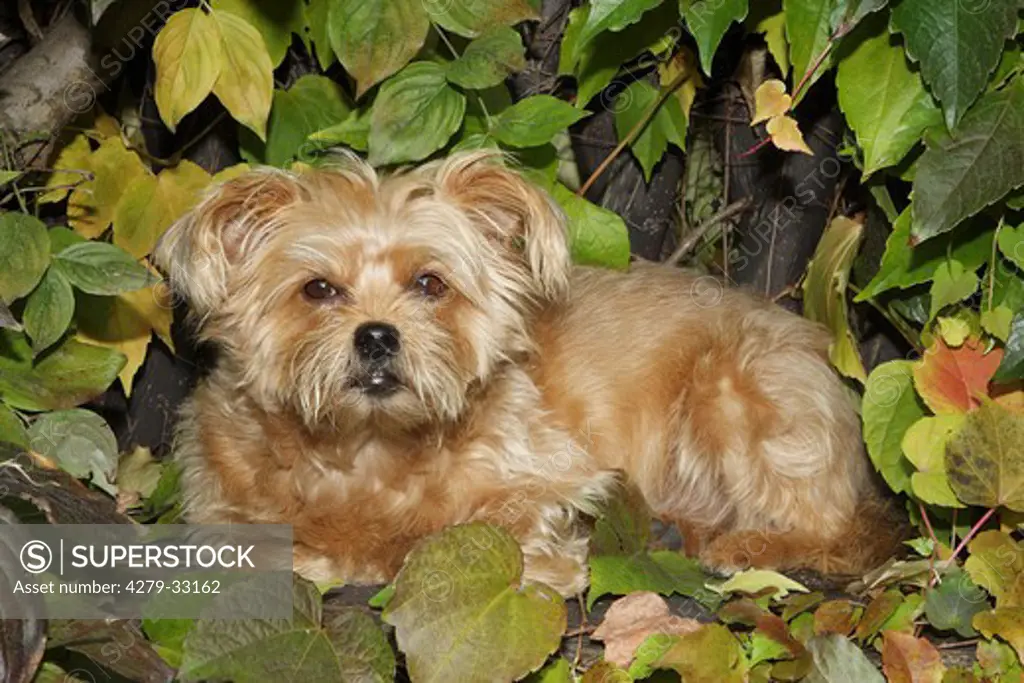 Half breed dog - lying in between foliage