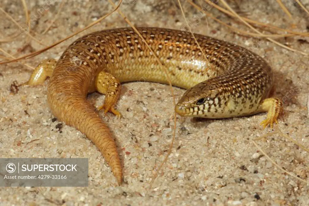 Ocellated Skink, Chalcides ocellatus