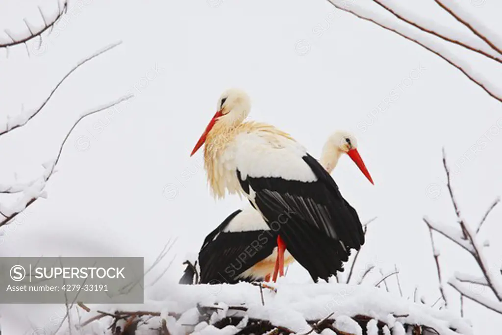 two White Storks in nest - winter, Ciconia ciconia