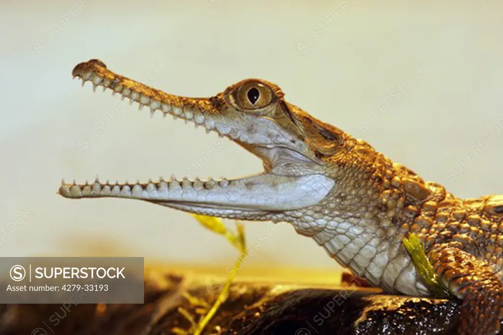 Australian freshwater crocodile - portrait, Crocodylus johnsoni