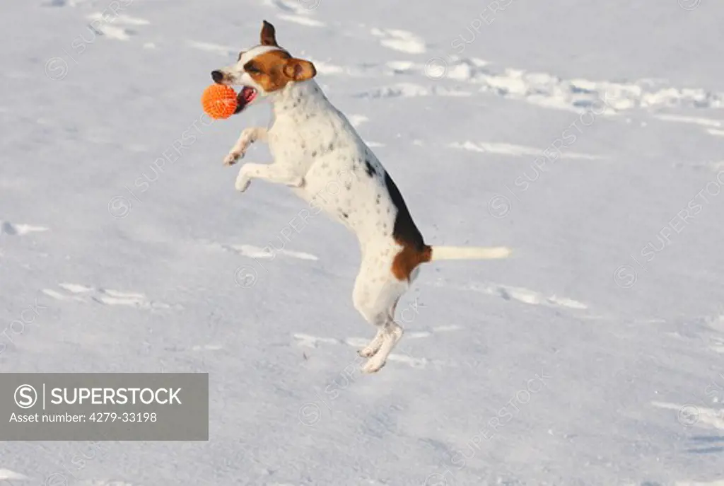 Jack Russell Terrier dog in snow - playing with ball