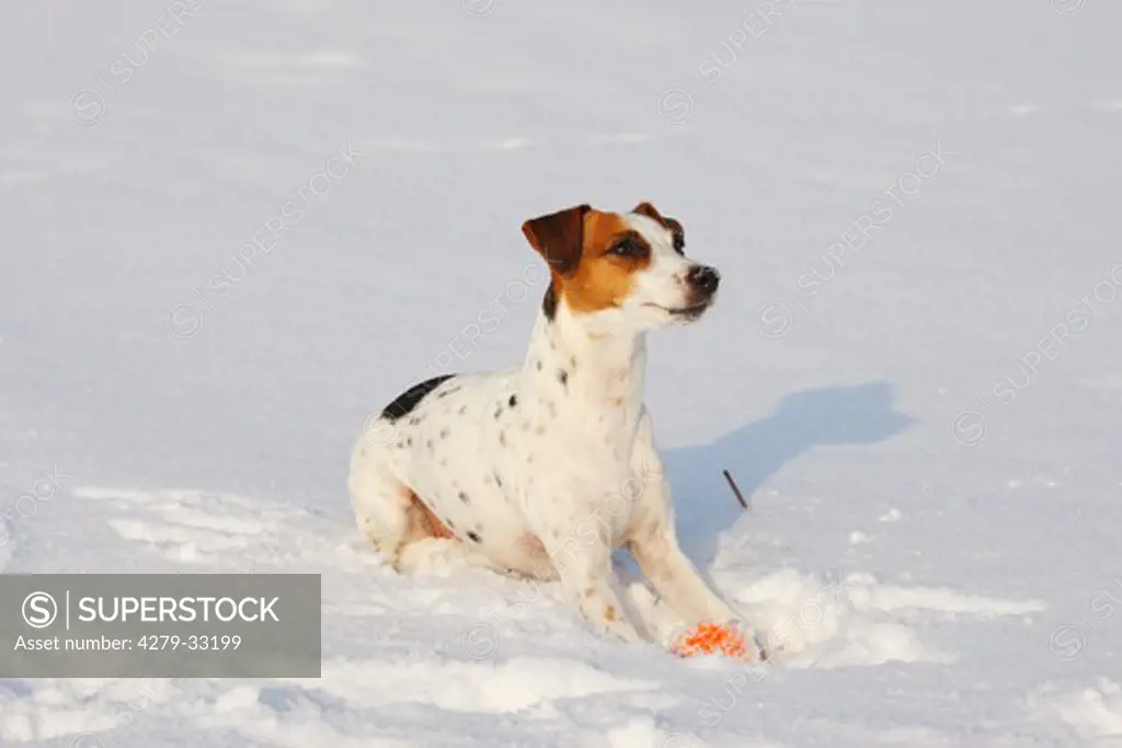 Jack Russell Terrier dog with ball in snow