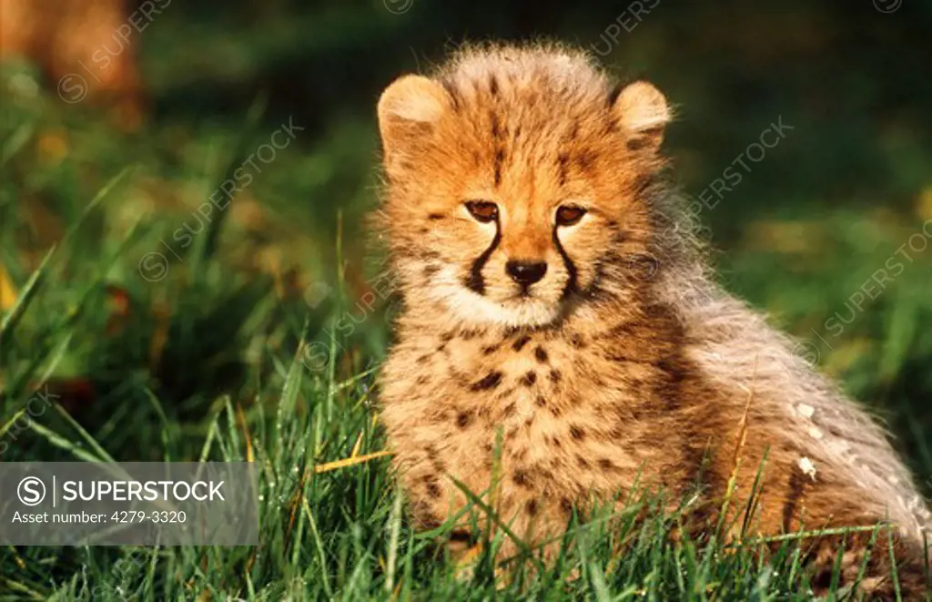 cheetah, Acinonyx jubatus