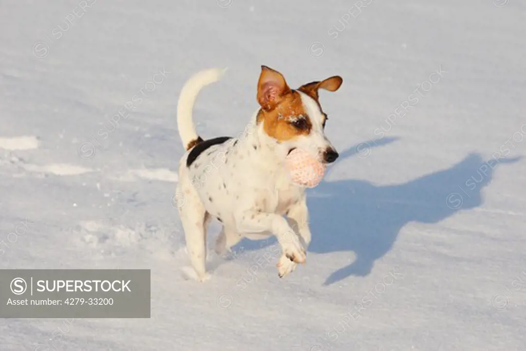 Jack Russell Terrier dog in snow - playing with ball