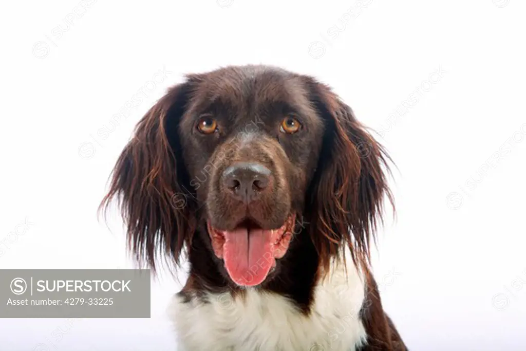 Small Munsterlander dog - Portrait - cut out