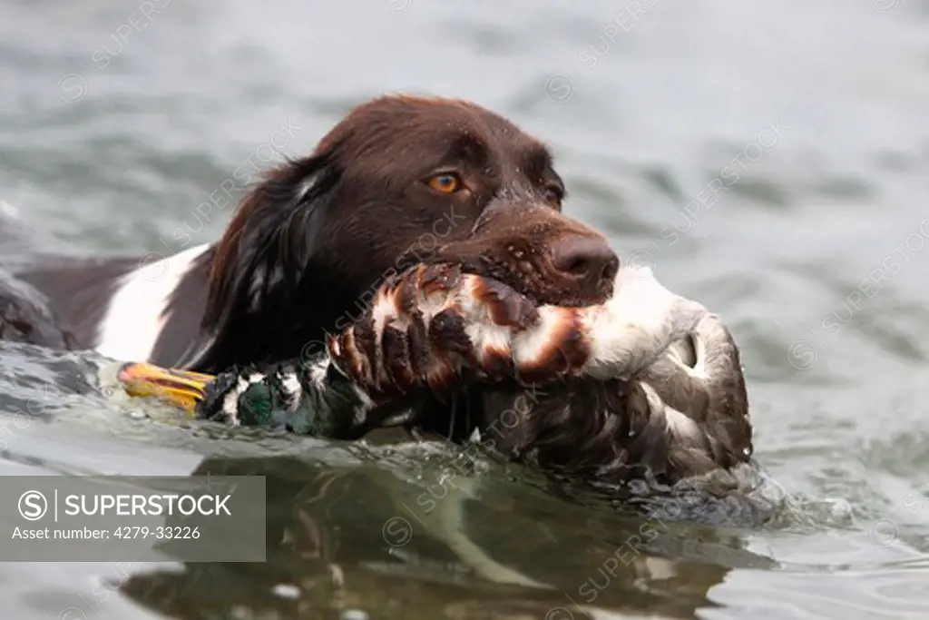 Small Munsterlander dog in water - retrieving a duck