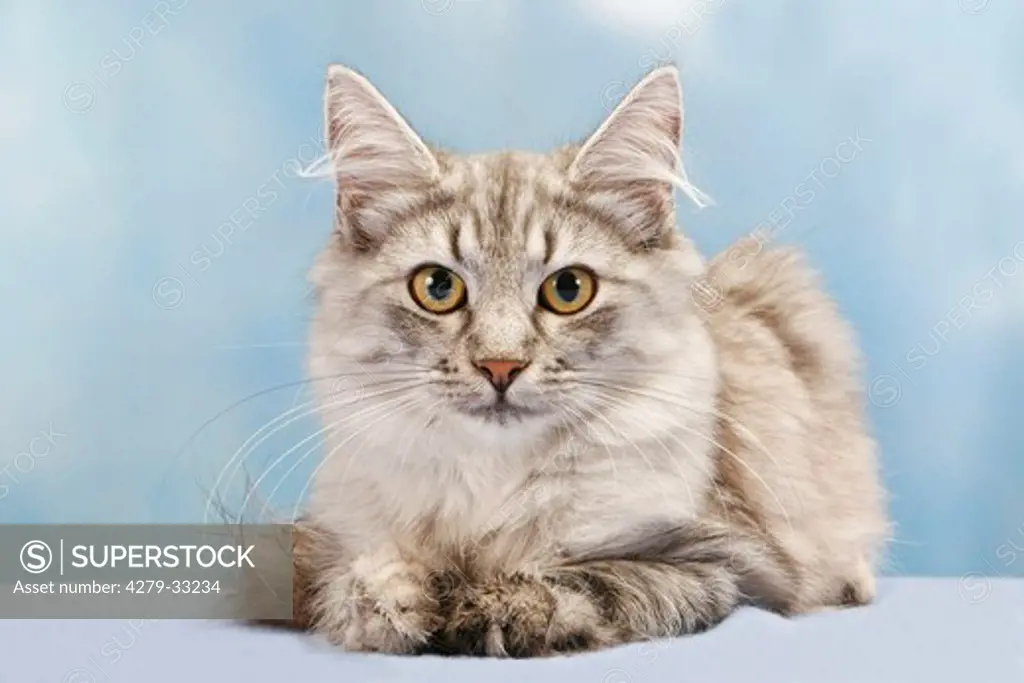 Norwegian Forest cat - lying - cut out