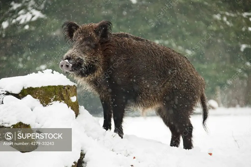 Wild Boar - standing in the snow, Sus scrofa