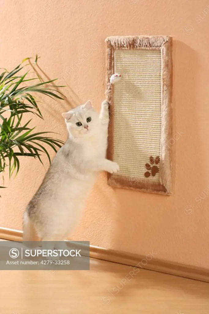 white cat at scratching board