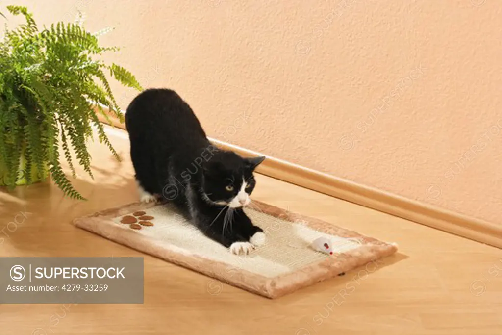 black cat on a scratching board