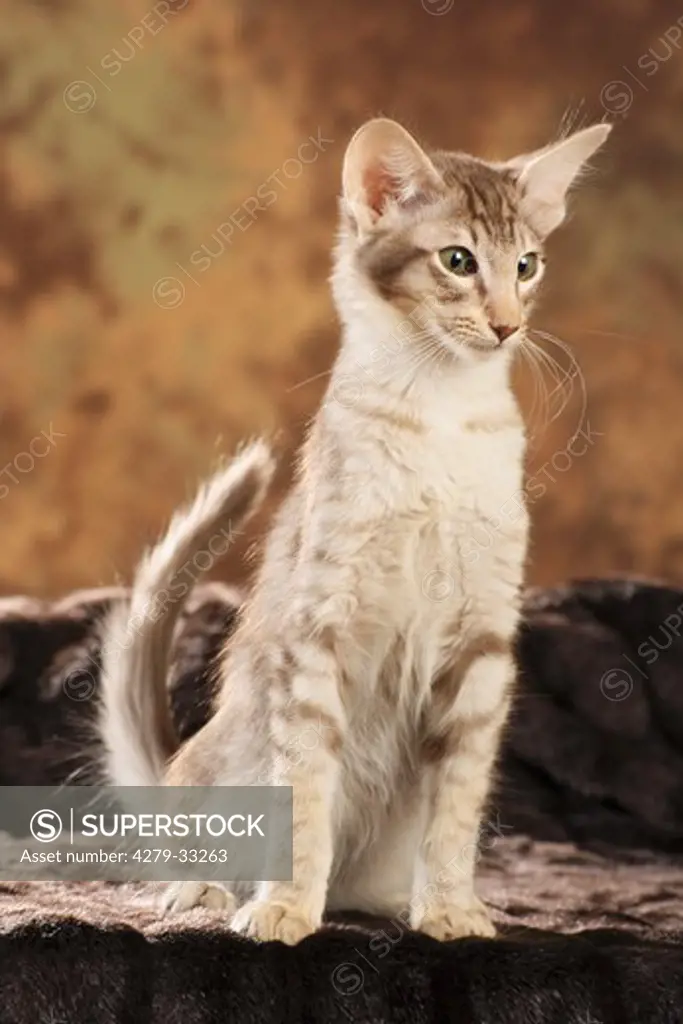 young Oriental Shorthair cat - sitting