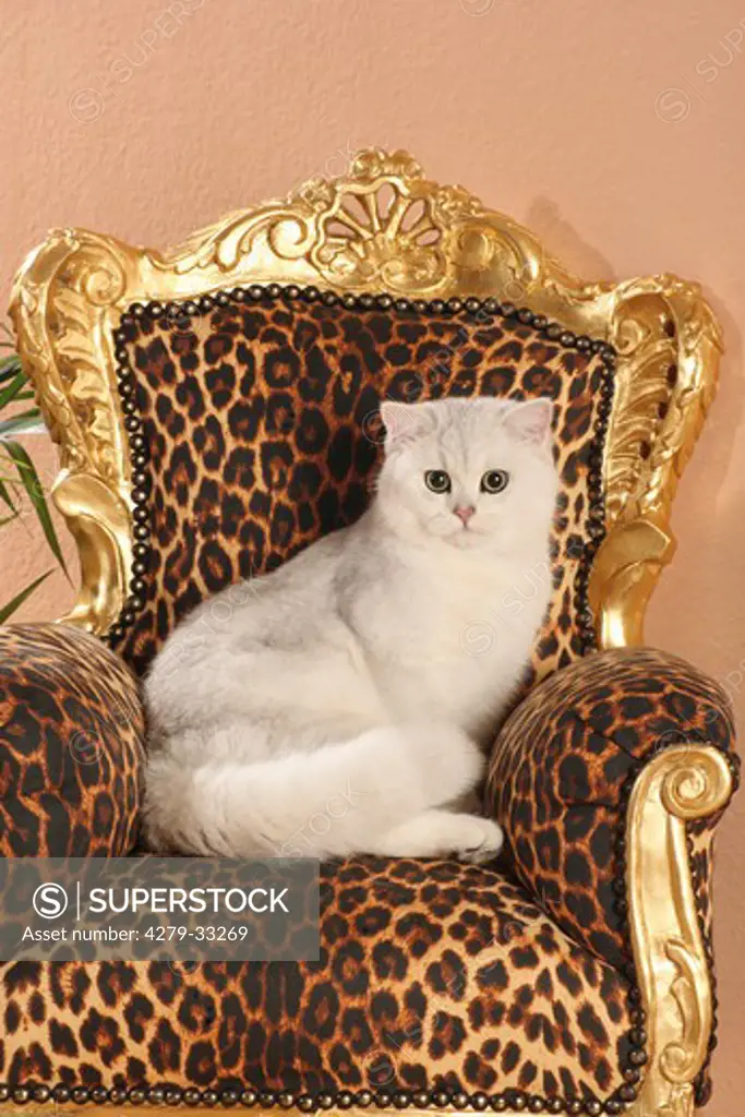 British Shorthair cat (silver-shaded) - sitting on chair