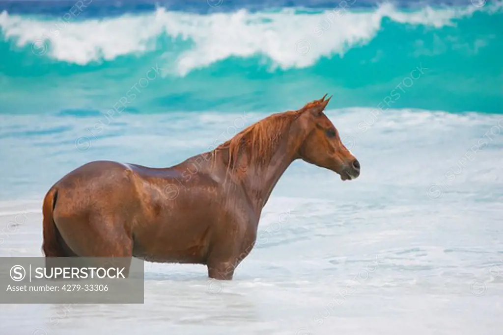 Arabian horse - standing in the sea