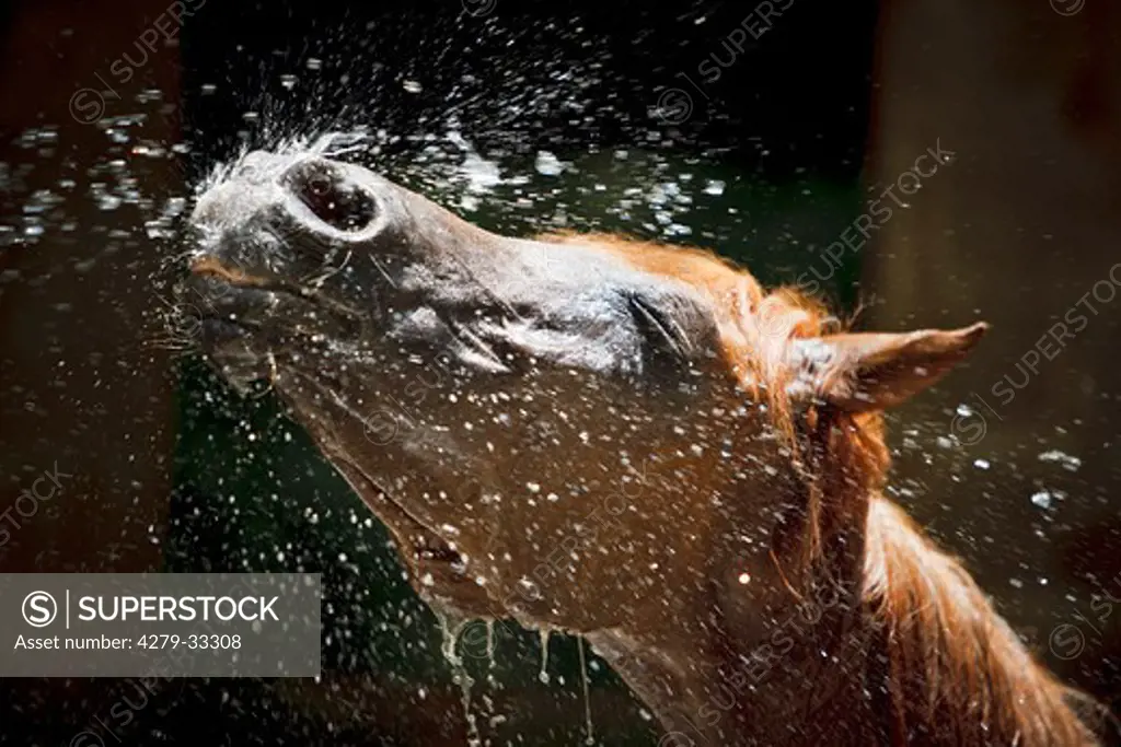 Arabian horse - shaking off water