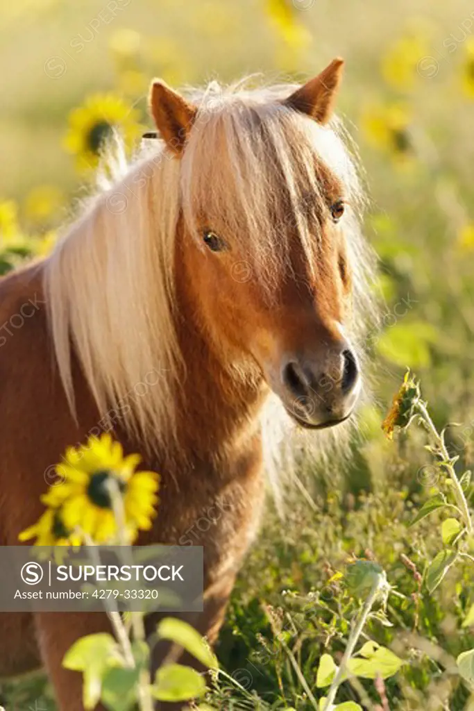 Mini Shetland Pony horse - standing on meadow