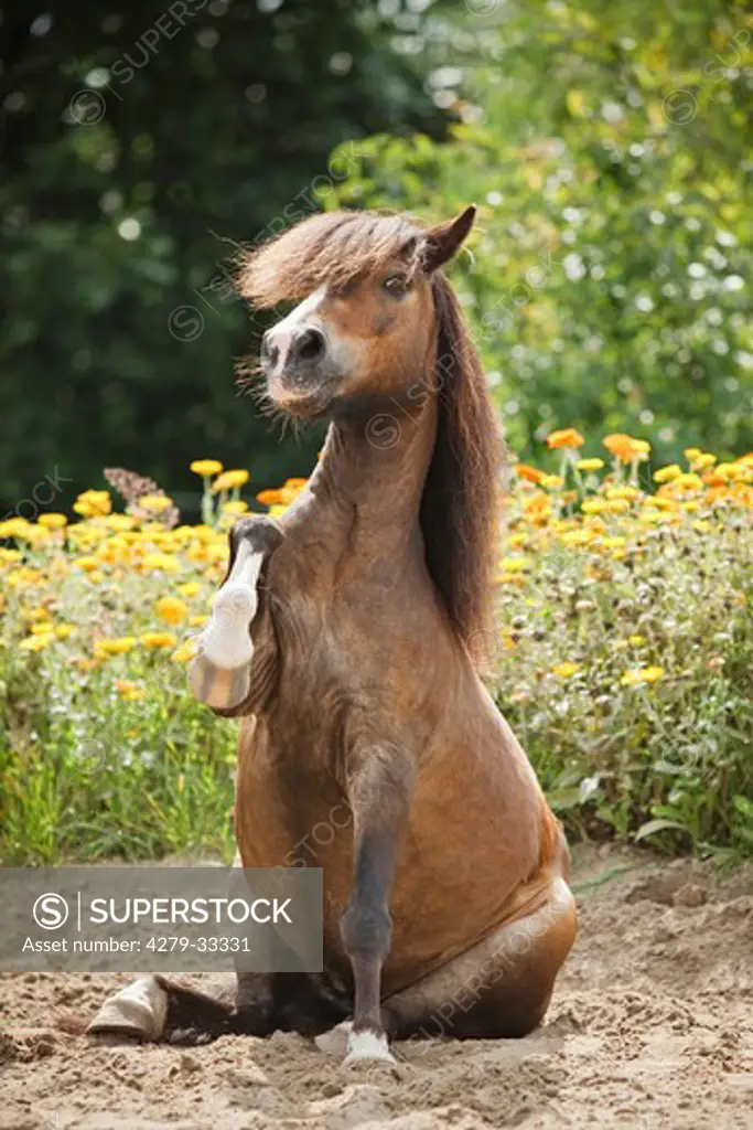 Shetland Pony horse - sitting