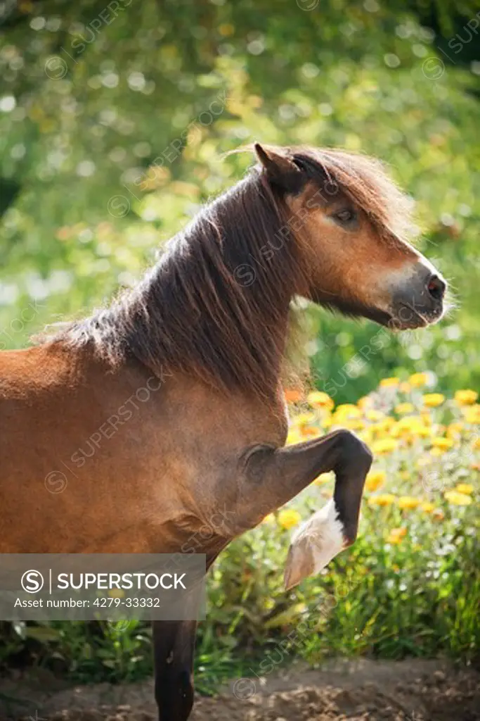 Shetland Pony horse - lifting foreleg