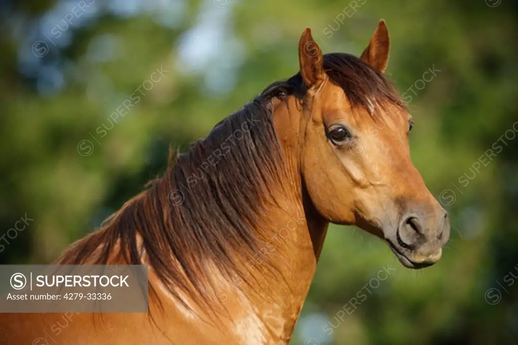 Missouri Fox Trotter horse - portrait