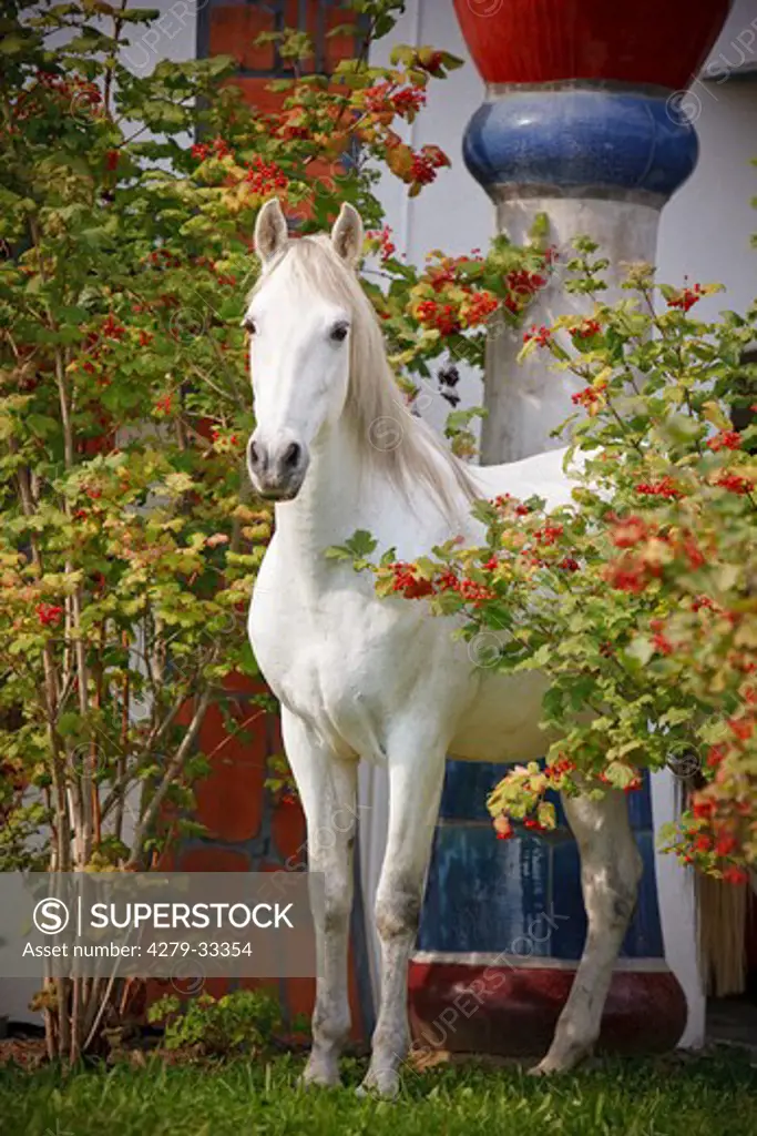 Pure Spanish-bred horse - standing between shrubs