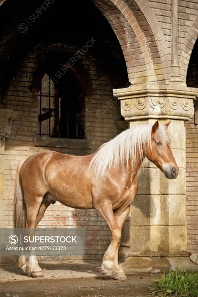 Cruzado horse - standing under archway