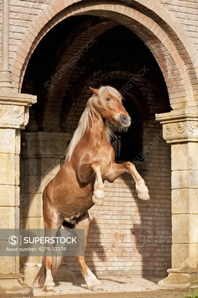 Cruzado horse under archway - rearing
