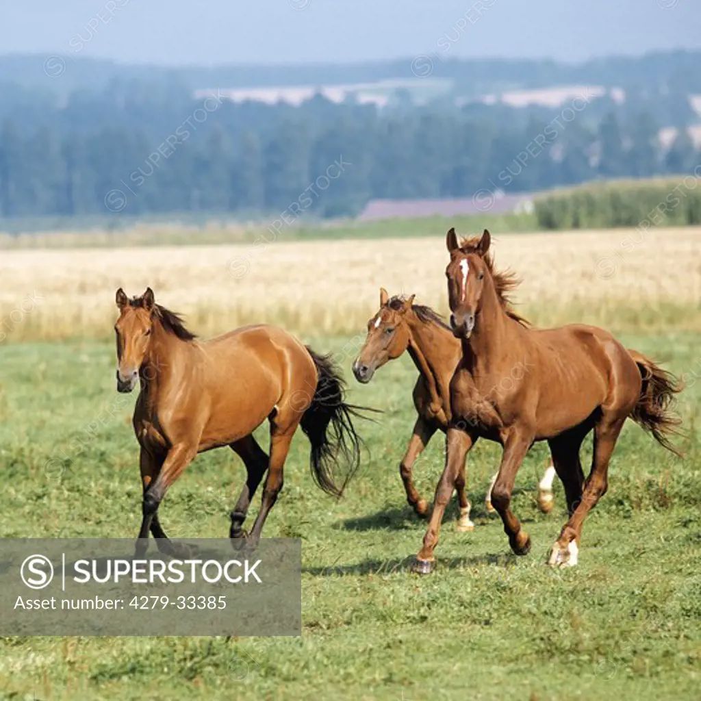 three W¸rttemberger horses - running on meadow
