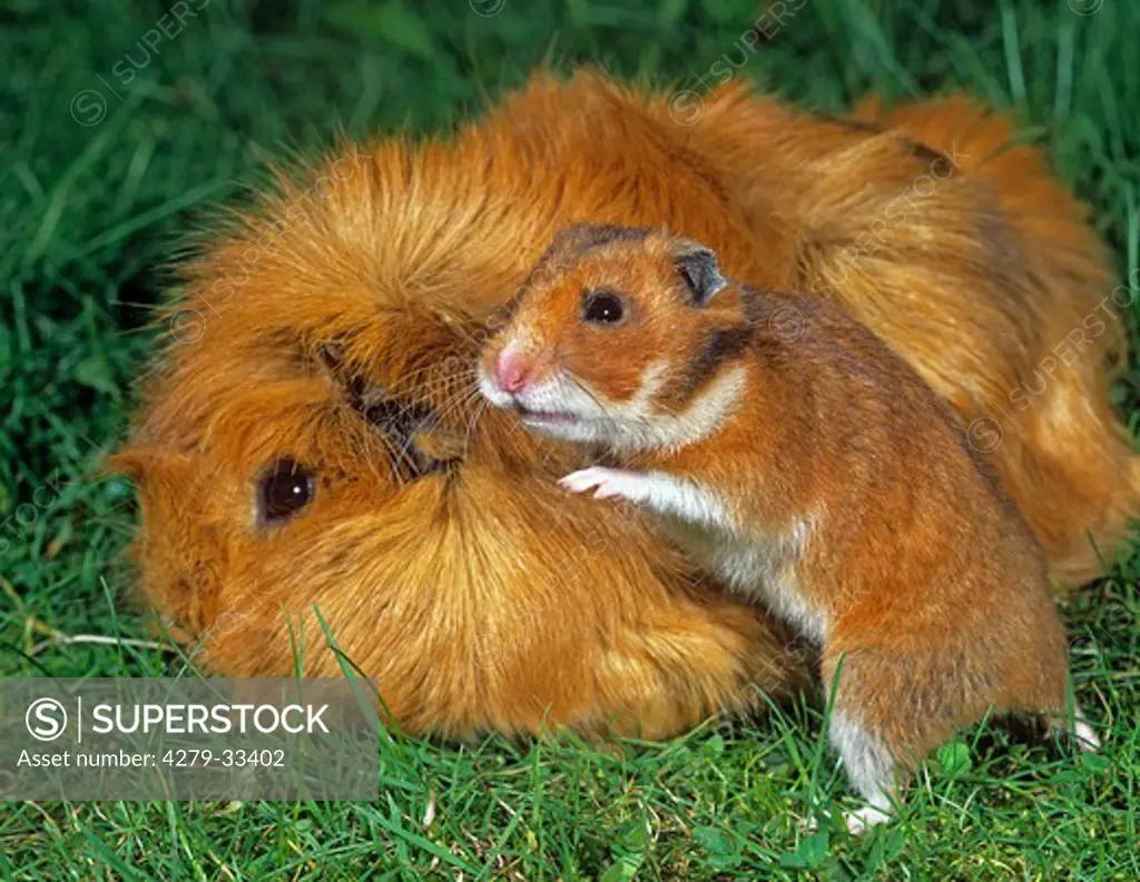 animal friendship : Guinea Pig and Golden Hamster