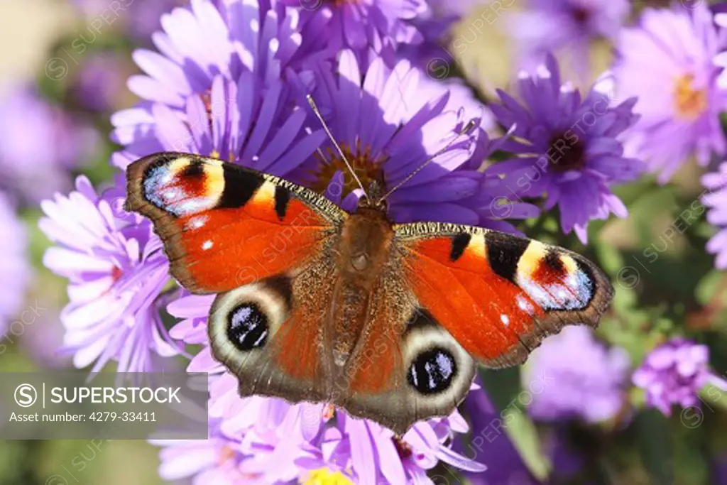 European Peacock butterfly on lilac blossom, Inachis io