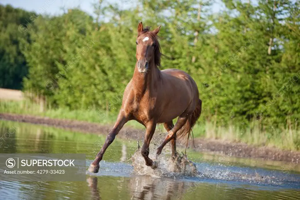 Hispano Arabian horse - running in the water