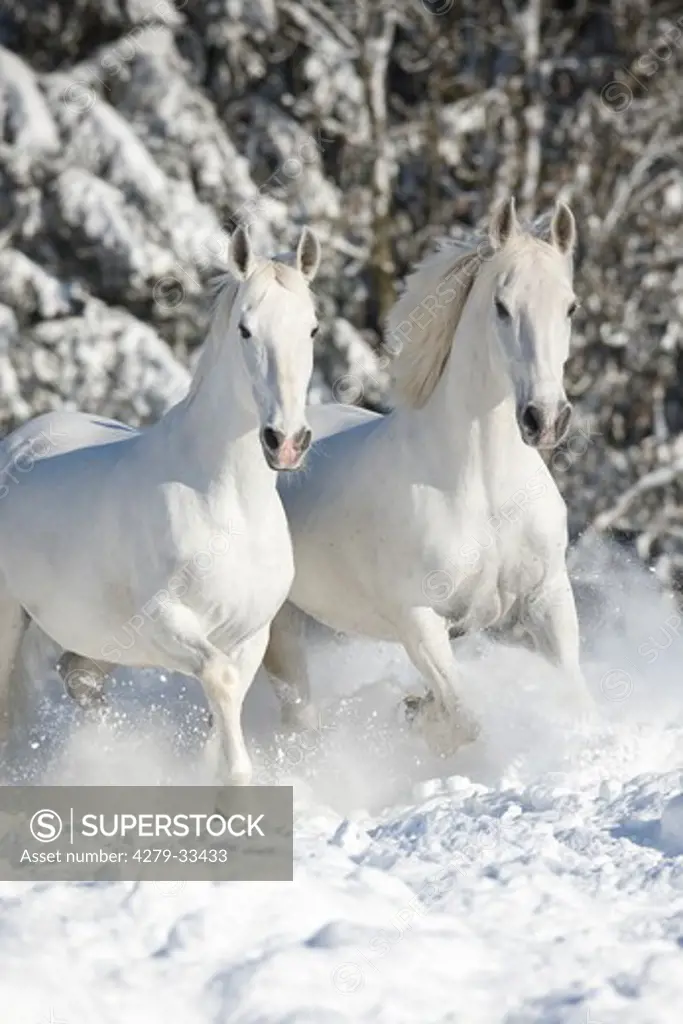 two Kladruber horses - galloping in the snow