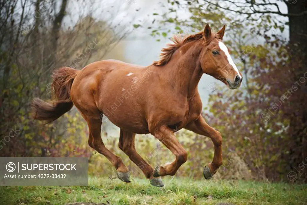 Hungarian Warmblood horse - galloping