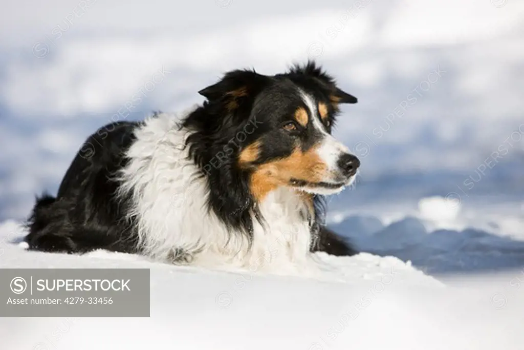 Australian Shepherd dog - lying in snow