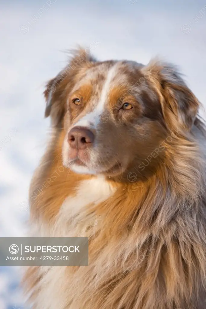 Australian Shepherd dog - portrait
