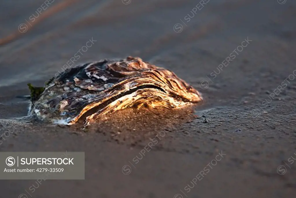 oyster in the sand, Ostreidae