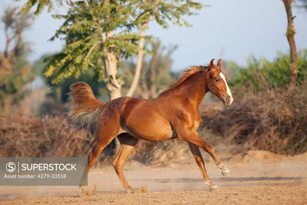 Marwari horse - galloping
